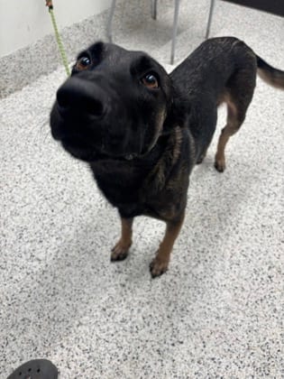 Photo of Mallory, adoptable dog in Atlanta, Georgia
