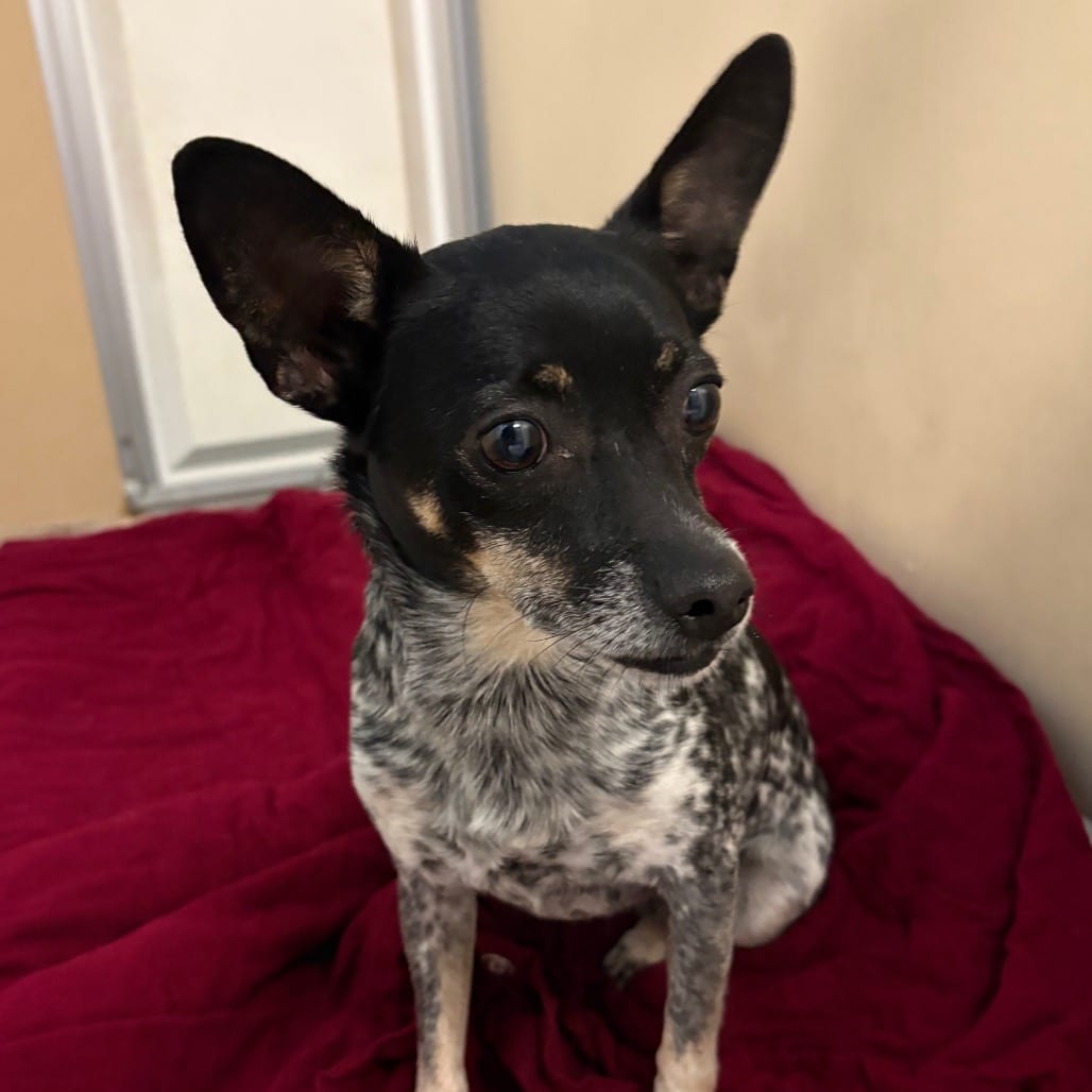 Photo of Svedka, adoptable Chihuahua, Short Coat / Mixed Breed (Small) in Binghamton, New York