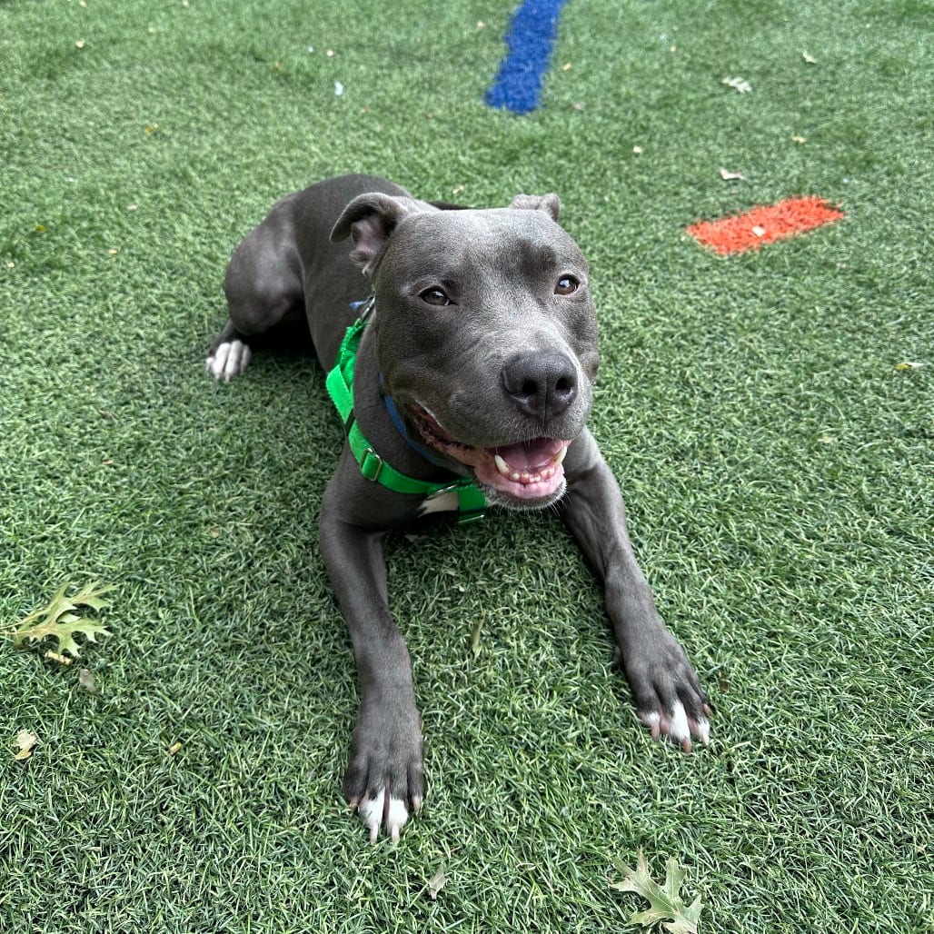 Photo of Arthur, adoptable Terrier, American Pit Bull in Baltimore, Maryland