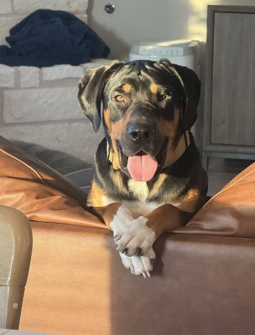 Photo of Bear, adoptable Bloodhound in McKinney, Texas