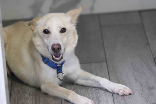 Photo of Laika, adoptable Siberian Husky in Walnut Creek, California