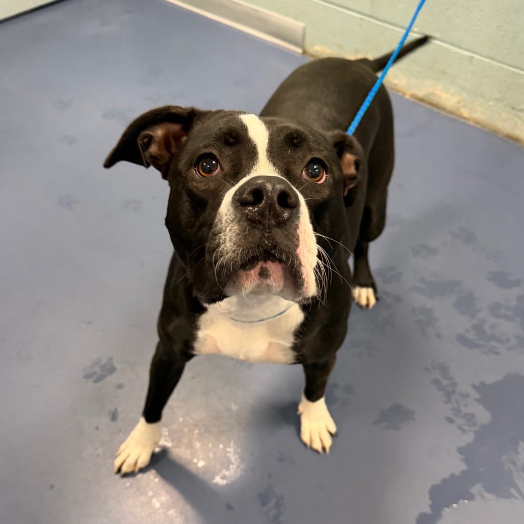 Photo of Elsie "Roxy", adoptable Bulldog, American / Mixed Breed (Large) in Greensboro, North Carolina