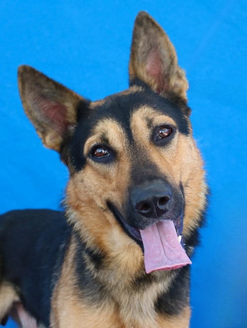 Photo of Blackie, adoptable German Shepherd Dog in Pasadena, California