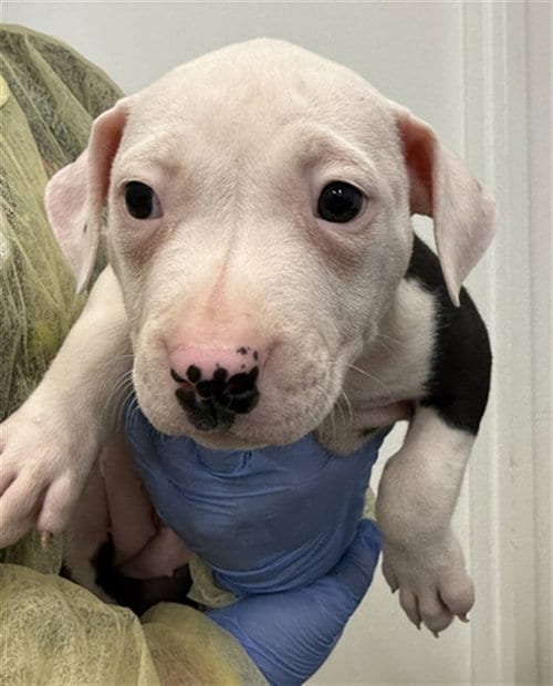 Photo of Violet, adoptable American Pit Bull Terrier in Mesa, Arizona