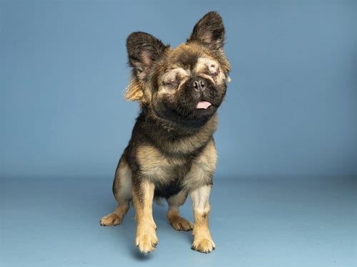 Photo of Fern, adoptable French Bulldog in Phoenix, Arizona