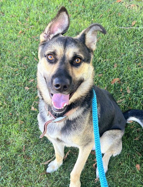 Photo of Elio, adoptable German Shepherd Dog in Sacramento, California
