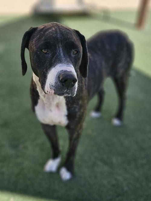 Photo of Gene, adoptable Plott Hound in Rockwall, Texas