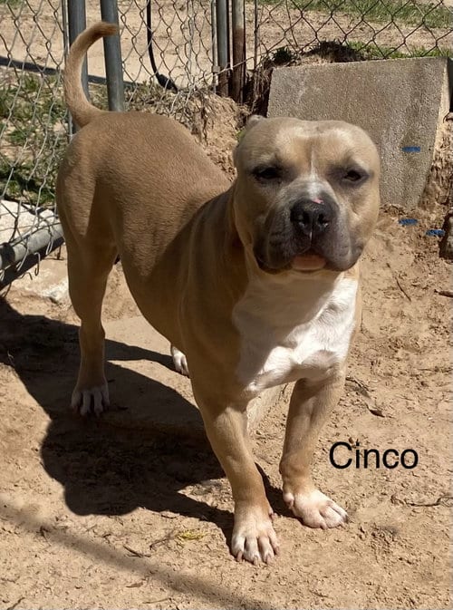 Photo of Cinco, adoptable American Staffordshire Terrier in Gun Barrel City, Texas