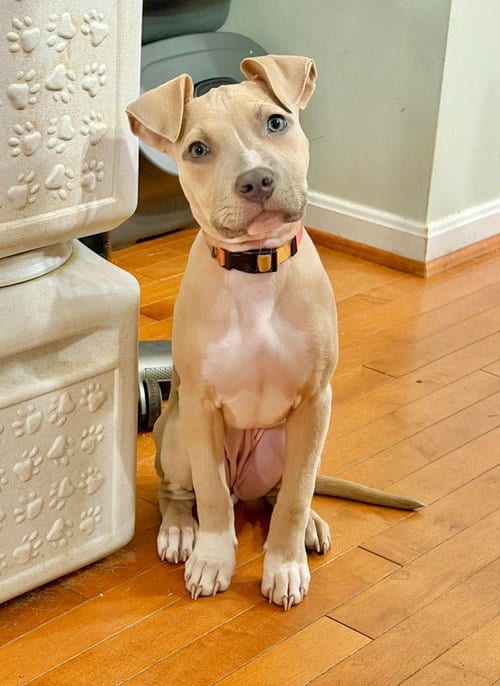 Photo of Bonnie (puppy), adoptable Pit Bull Terrier in Rockville, Maryland