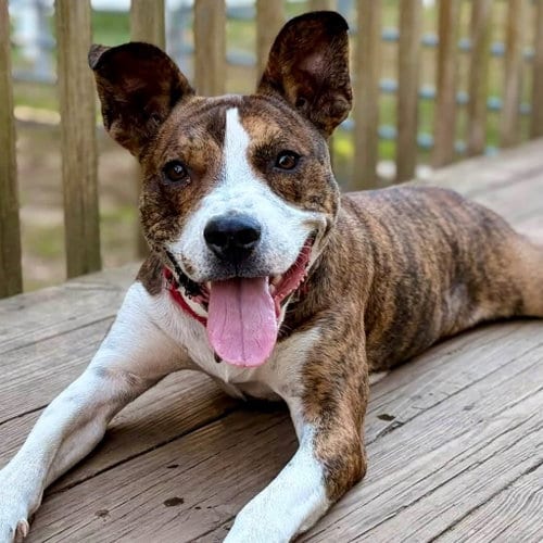 Photo of Kirby, adoptable Basenji in Canton, Connecticut