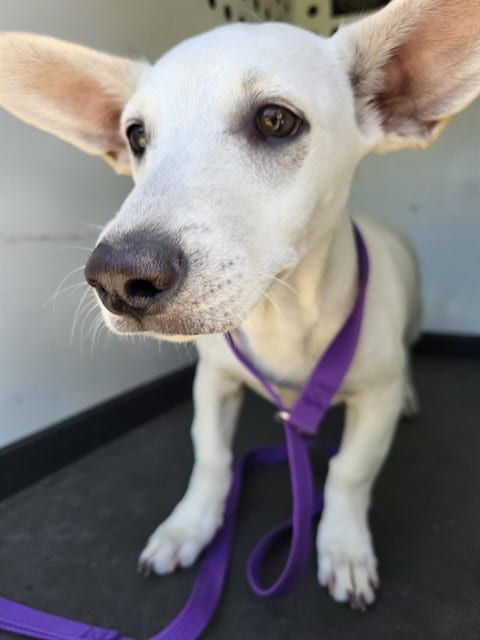 Photo of Senior Dachshund and Chihuahua - Smooth Coated, adoptable Dachshund and Chihuahua - Smooth Coated in Bakersfield, California