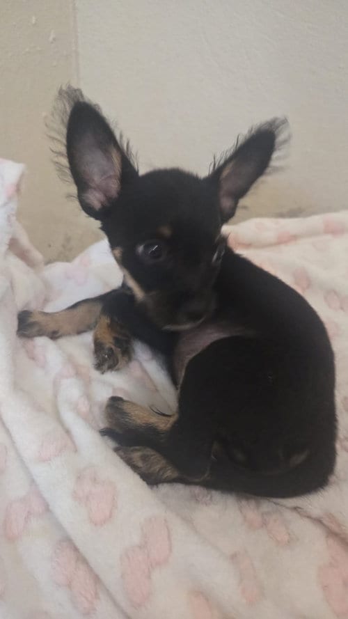 Photo of Marley 2, adoptable Chihuahua in Virginia Beach, Virginia