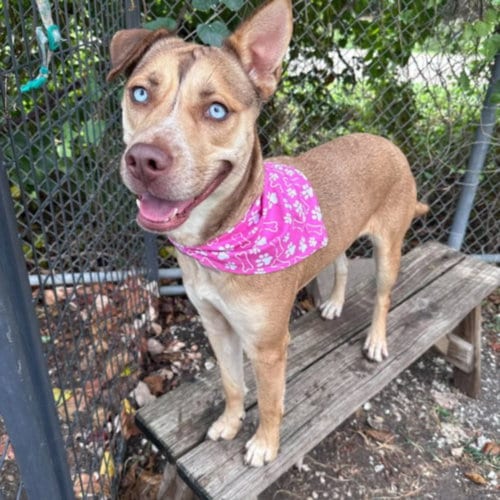 Photo of Shayla, adoptable Labrador Retriever in Houston, Texas