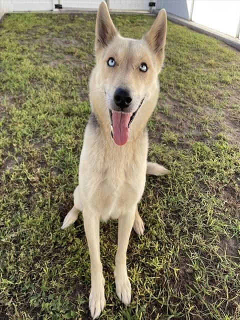Photo of Pixel, adoptable German Shepherd Dog and Alaskan Husky in Palmetto, Florida