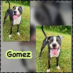 Photo of Gomez, adoptable American Pit Bull Terrier Mixed Breed (Medium) in Blountville, Tennessee