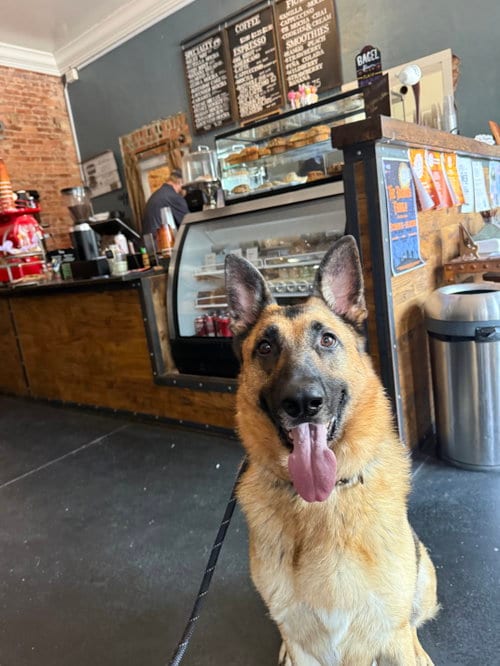 Photo of Jeb, adoptable German Shepherd Dog in La Grange, North Carolina