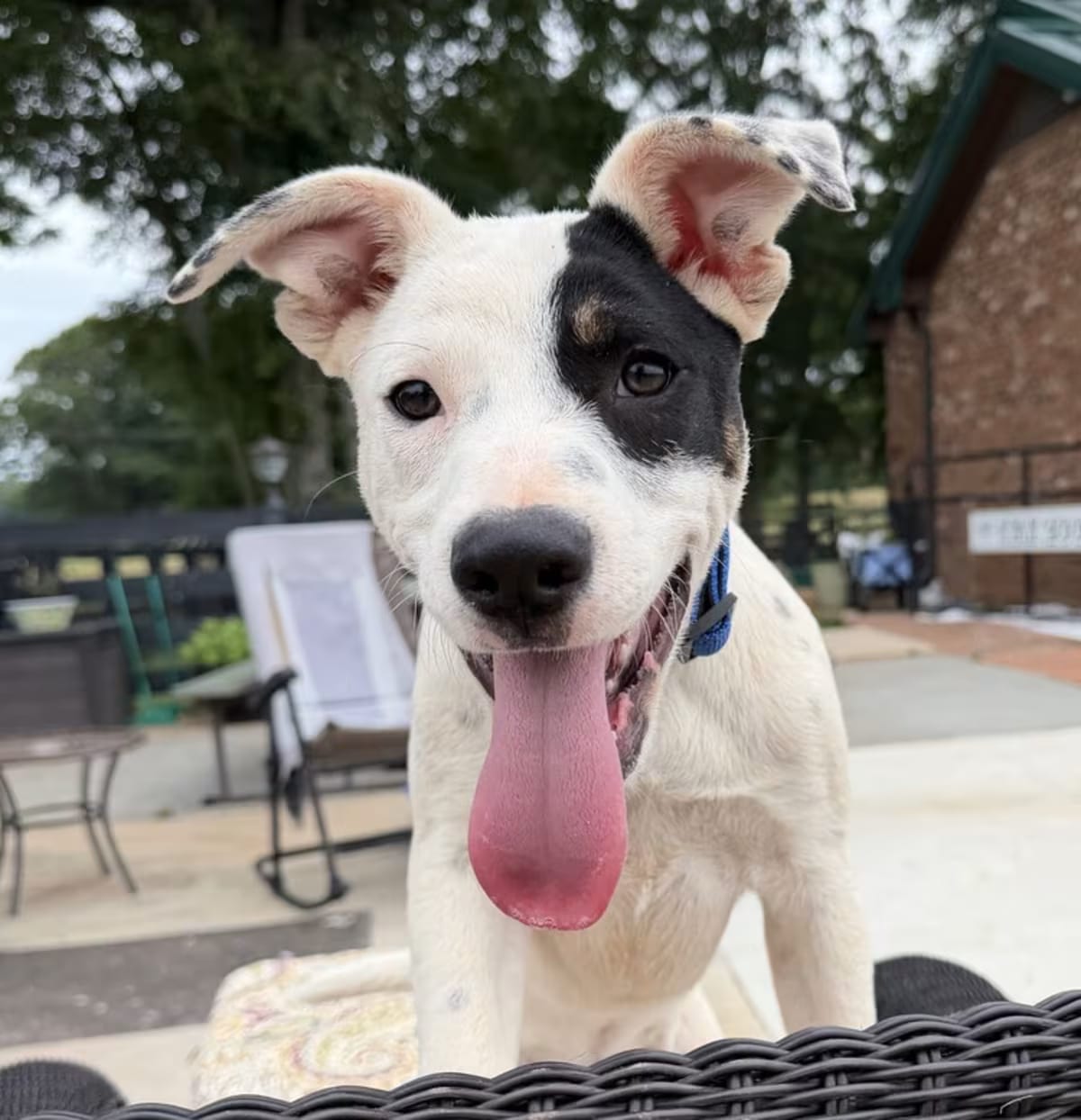 Photo of Bandit, adoptable Labrador Retriever in Hartwell, Georgia