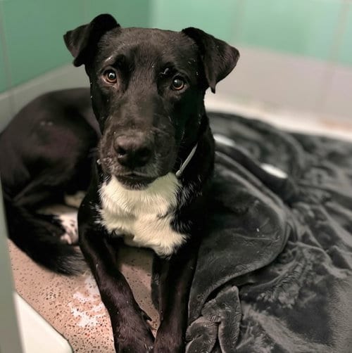 Photo of Bashful, adoptable Staffordshire Bull Terrier in Houston, Texas