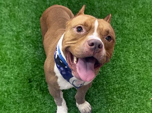 Photo of Dmx, adoptable American Bulldog in Ft Lauderdale, Florida