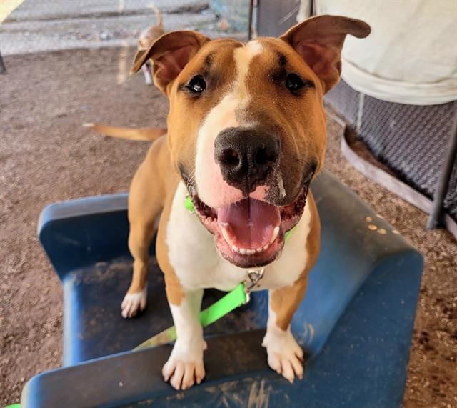 Photo of Jimbo, adoptable dog