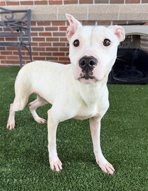 Photo of Willow, adoptable American Staffordshire Terrier in Murfreesboro, Tennessee
