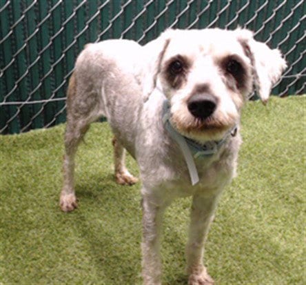 Photo of Mimi, adoptable Miniature Schnauzer in Downey, California