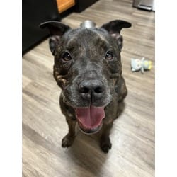 Photo of Kai Wachi, adoptable American Pit Bull Terrier in Aurora, Colorado