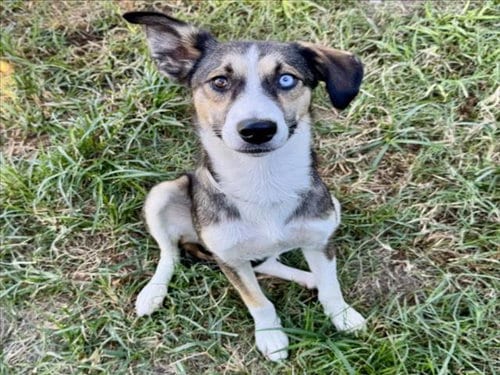 Photo of Lisa Grey, adoptable Beagle in Houston, Texas