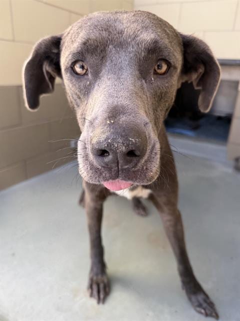 Photo of Momsie, adoptable Cane Corso Mastiff in Riverside, California