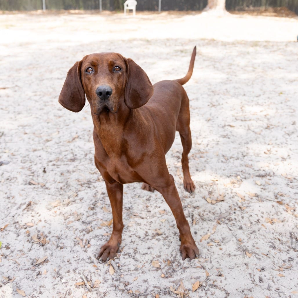 Photo of Prairie, adoptable Coonhound, Redbone / Mixed Breed (Medium) in Gainesville, Florida