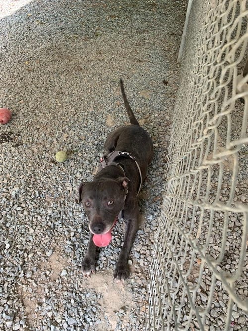 Photo of Ester, adoptable Pit Bull Terrier in Albemarle, North Carolina