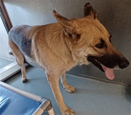 Photo of Lucy, adoptable German Shepherd Dog in Baldwin Park, California