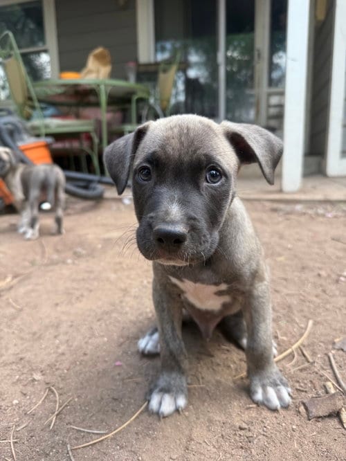 Photo of Phil, adoptable Unknown breed (short coat) in Fort Collins, Colorado