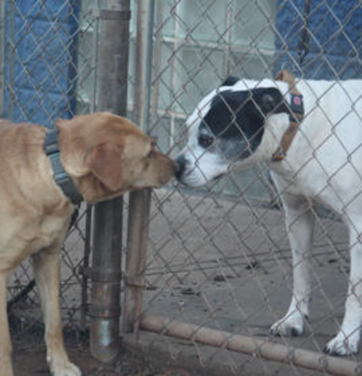 Photo of Miley, adoptable Golden Retriever in Anderson, South Carolina