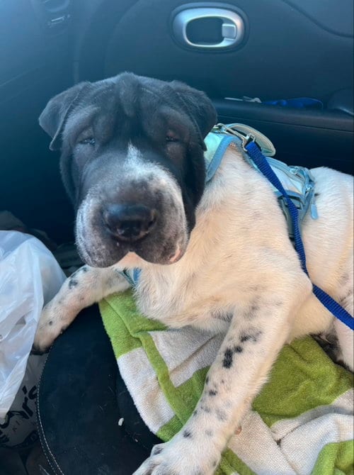 Photo of Inkblot, adoptable Chinese Shar-Pei in Tucson, Arizona