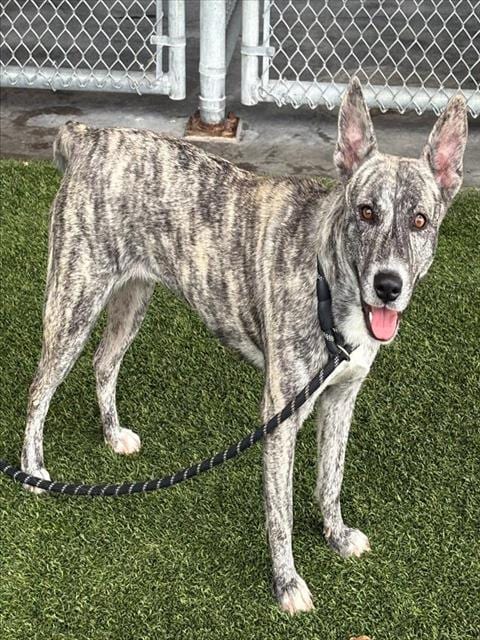 Photo of Snow White, adoptable Dutch Shepherd in Baytown, Texas