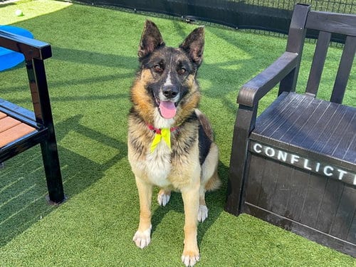 Photo of Delgado, adoptable German Shepherd Dog in Orange, California
