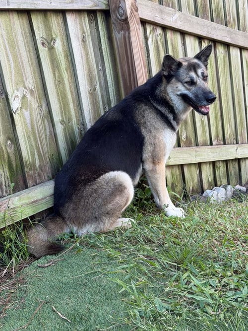 Photo of Lyssa 3178, adoptable German Shepherd Dog in Plantation, Florida