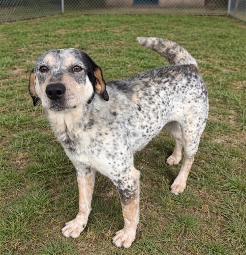 Photo of Dallas, adoptable Australian Cattle Dog/Blue Heeler in Sistersville, West Virginia