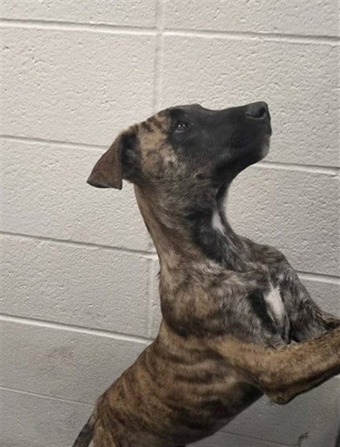 Photo of Pepper, adoptable Plott Hound in St Louis, Missouri