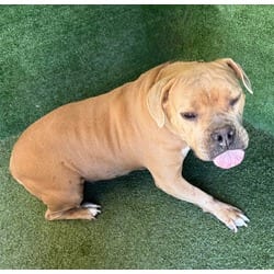 Photo of Rubble, adoptable American Pit Bull Terrier in Lancaster, California