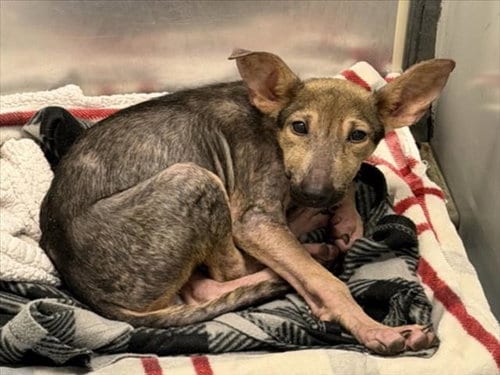Photo of Keila Ren, adoptable German Shepherd Dog in Houston, Texas