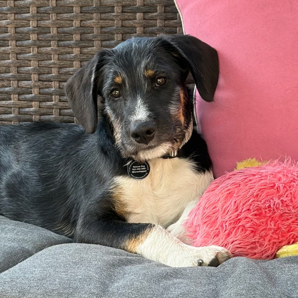 Photo of Wrigley D12293, adoptable Cattle Dog, Australian (Blue Heeler) / Shepherd in Princeton area, Minnesota
