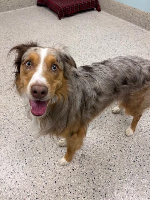 Photo of Legend, adoptable Australian Shepherd in Brighton, Colorado