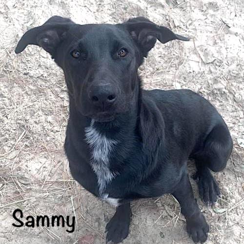 Photo of Sammy, adoptable Australian Cattle Dog/Blue Heeler in Gun Barrel City, Texas