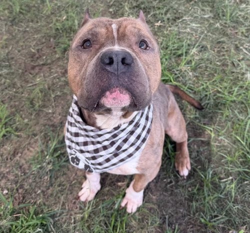 Photo of Kyng, adoptable American Staffordshire Terrier in Houston, Texas