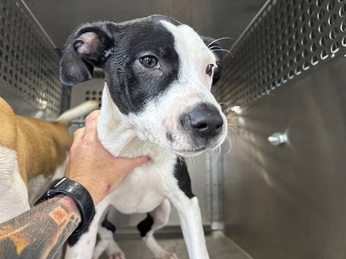 Photo of Kippy, adoptable Pit Bull Terrier in Oklahoma City, Oklahoma