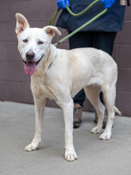 Photo of Ethyl, adoptable dog in Chamblee, Georgia