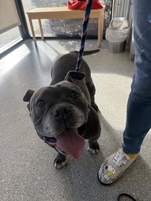 Photo of Sasha, adoptable Bulldog in Sanford, Florida