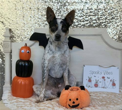 Photo of Aladdin, adoptable Australian Cattle Dog/Blue Heeler in Fairfield, California